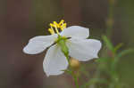 Panhandle meadowbeauty